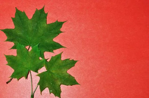 Three green maple leaves. Maple leaves on a pink background. Stock Photos