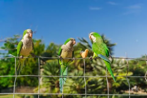 Three green monk parakeets sitting on metal fence with piece of bread in sunny Stockfoto's