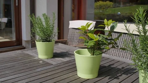 Three Green pail with flowers on brawn wooden table on window background in the Stock Footage 75881247