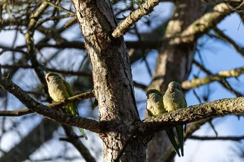 Three green parrots perch on tree branches Stock-Fotos