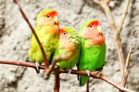 Three Green Parrots Foto stock