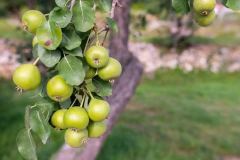 Three green pears with leafs on the branch Stock Photos