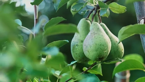 Three green pears on a tree branch in the wind on a sunny day. Stock Footage 238482319