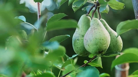 Three green pears on a tree branch in the wind on a sunny day. Stock Footage 242077483