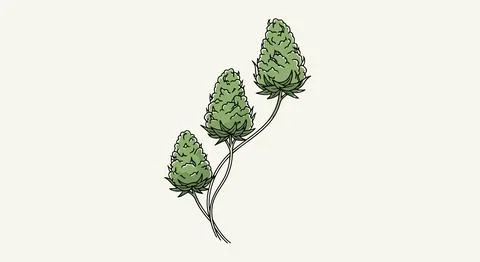 Three green pine tree branches Stock Illustration