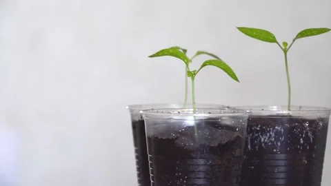 Three green seedlings  4K Stock Footage 274402772