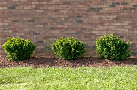 Three green shrubs in a row Stock Photos