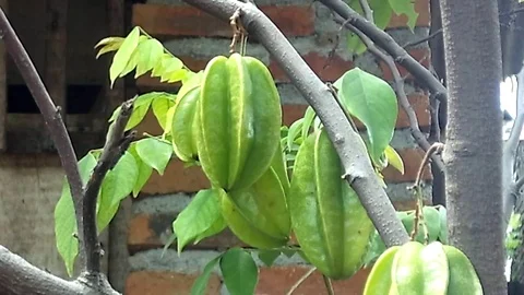 Three green starfruit on the tree against brickwall Video stock 122060061