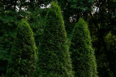 Three green thuja trees standing in a row against a dark forest background Stock Photos