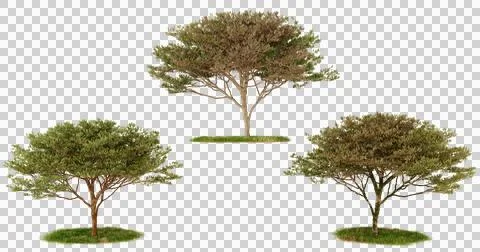 Three green trees isolated on a black background Stock Photos