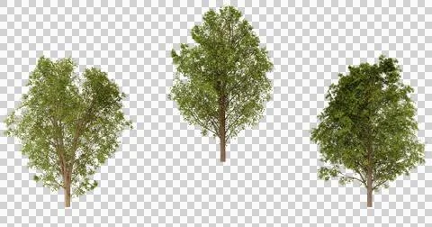 Three Green Trees Isolated on Transparent Background Stock Photos