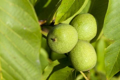 Three green walnuts Fotos Stock