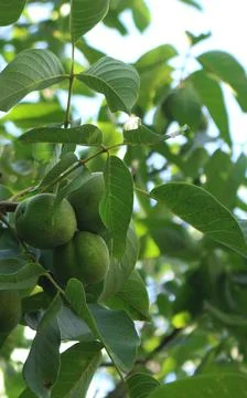 Three green walnuts in the tree Foto stock