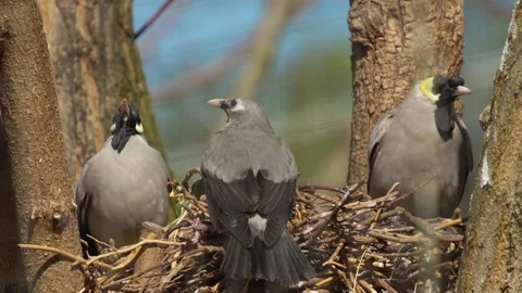 Three grey birds in a nest Stock Footage 275533800