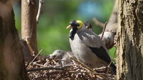 Three grey birds  on a tree Stock Footage 275535803