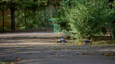 Three grey crows are on a paved path in a park Stock Photos