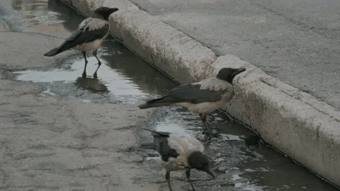 Three Grey Crows Drink Water from a Puddle Under the Sidewalk Early In the Stock Footage 159166994