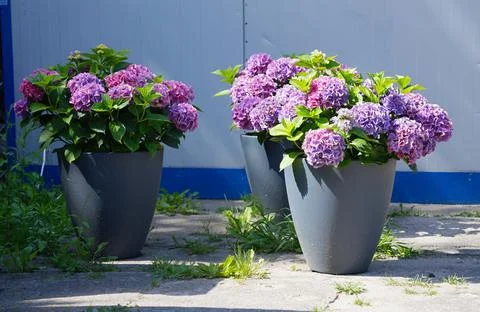 Three grey flowerpots flowering hydrangea macrophylla pink-purple. Stock Photos