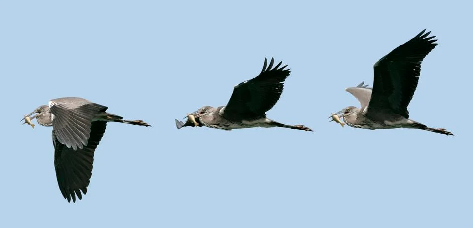 Three grey herons in flight Stock-Fotos