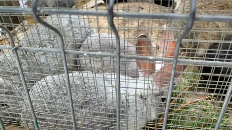 Three grey rabbits in a cage. Two rabbits in the background are eating Stock Footage 150264906