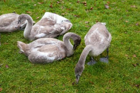Three grey swans Stock Photos