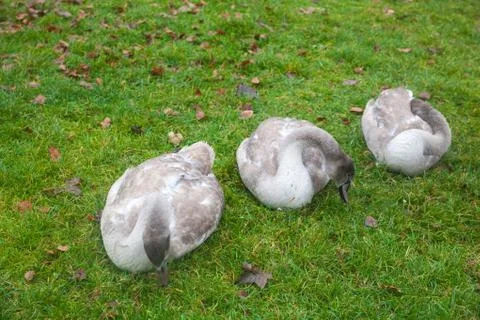 Three grey swans Stock Photos