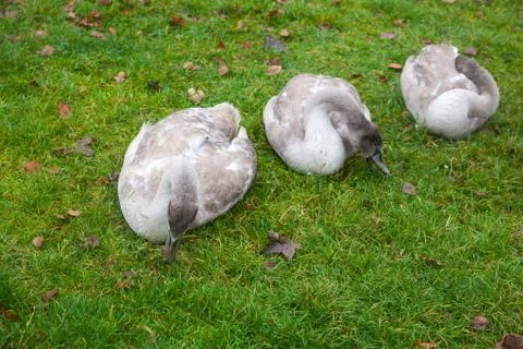 Three grey swans Stock Photos