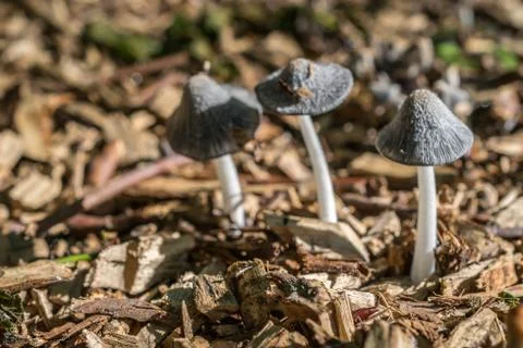 Three grey toadstools macro image Stock Photos