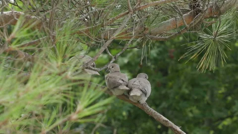 Three grey turtle doves sitting on a pine branch, close-up. Zoom out Stock Footage 201686841