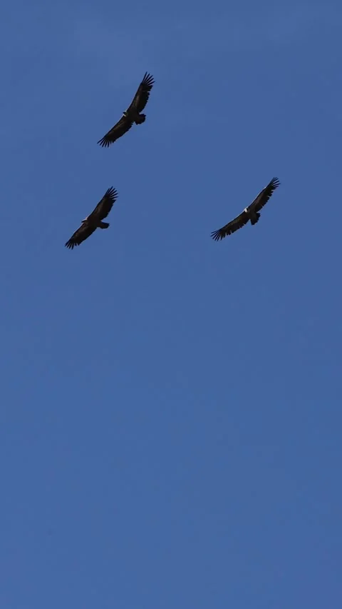 Three griffon vultures flying in the Sierra de Mariola natural park Stock Footage 296973802