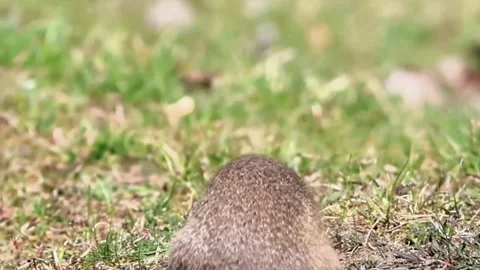 Three ground squirrels alertly observing their surroundings in a grassy field Stock Footage 332504050