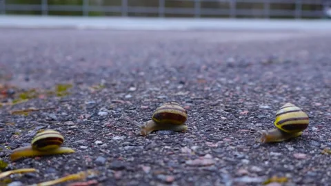 Three grove snails crawling in a race on an asphalt road Stock Footage 344103864