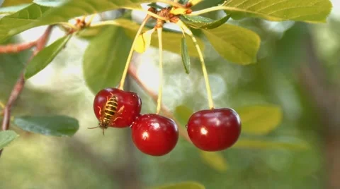 Three growing cherries and two wasps. Slow motion. Close-up. Видео 67834843