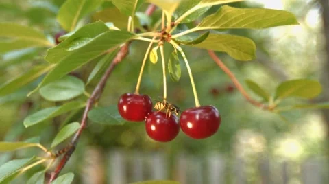 Three growing cherries and wasp. Slow motion. Close-up. Видео 67834827