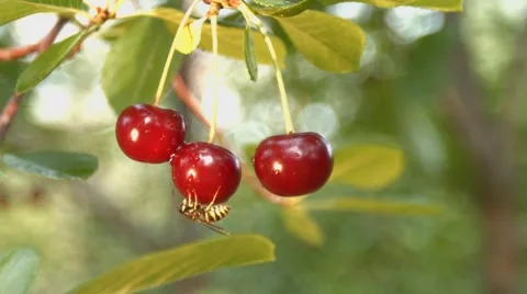 Three growing cherries and wasp. Slow motion. Close-up. Stock-Footage 67834879