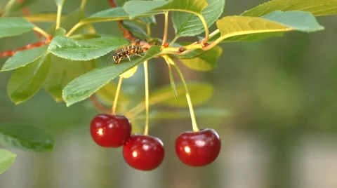 Three growing cherries and wasp. Slow motion. Close-up. Stockbeeldmateriaal 67835035