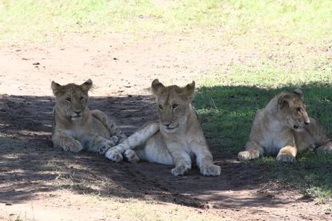 Three grown-up lion cubs resting in the shade of a bush, closeup Stock Photos