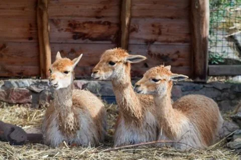 Three Guanacos in Enclosure Stock Photos
