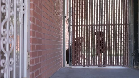 Three guard dogs behind a gate. Stock Footage 74276570