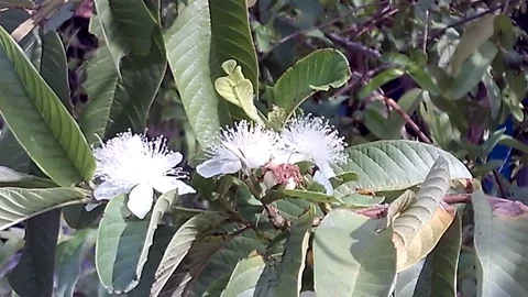 Three guava flower blooming on the tree at the morning Video stock 120233734