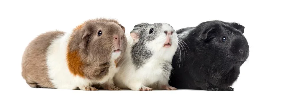 Three Guinea pigs, carvia porcellus, isolated on white Stock Photos
