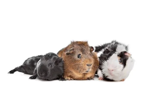 Three Guinea pigs Stock Photos