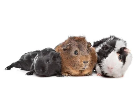Three Guinea pigs Stock Photos