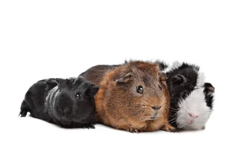 Three Guinea pigs Stock Photos