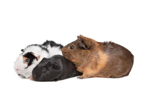 Three Guinea pigs Stock Photos