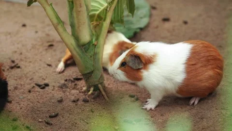 Three Guinea Pigs Playing and Chasing Around a Plant Stock Footage 345712945
