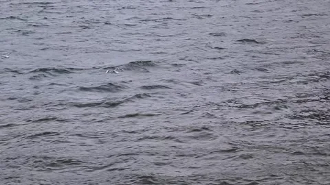 Three gulls fly over the lake water displaced by the strong wind. Stock Footage 221638460