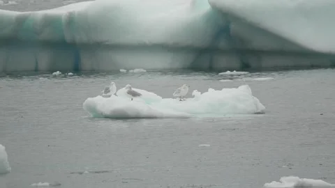 Three Gulls Resting on Floating Iceberg in Greenland 库存影片 345656366
