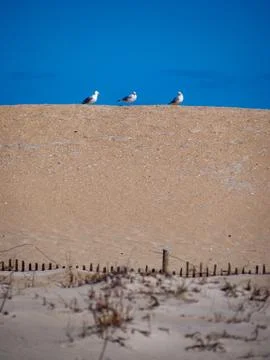 Three Gulls on Sand Dune Stock Photos