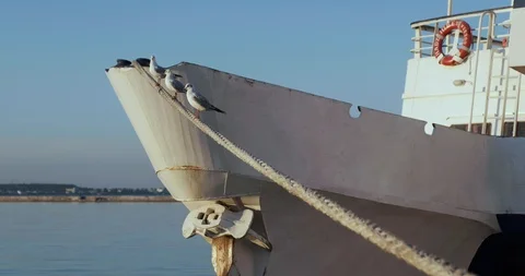 Three gulls sitting on rope. ship stands near pier. ship sway on waves Stock Footage 98029883